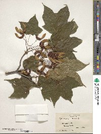 Acer nigrum image