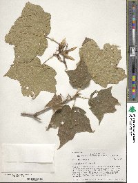 Acer nigrum image