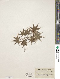 Acer palmatum image