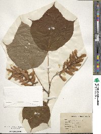 Acer pensylvanicum image