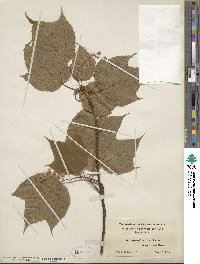 Acer pensylvanicum image