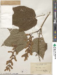 Acer pensylvanicum image