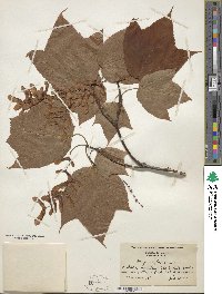 Acer pensylvanicum image