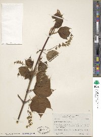 Acer pensylvanicum image