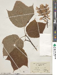 Acer pensylvanicum image