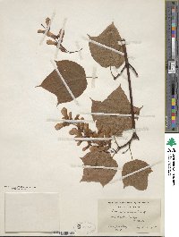 Acer pensylvanicum image