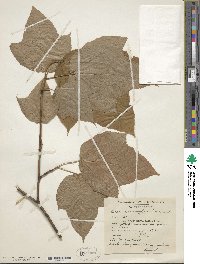 Acer pensylvanicum image