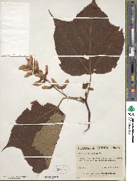 Acer pensylvanicum image