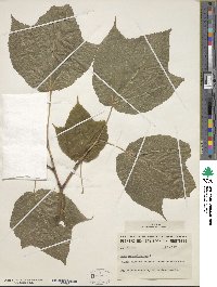 Acer pensylvanicum image