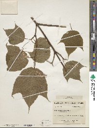 Acer pensylvanicum image