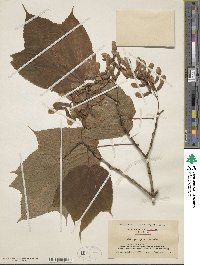 Acer pensylvanicum image