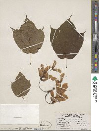 Acer pensylvanicum image