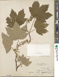 Acer pseudoplatanus image