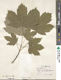 Acer pseudoplatanus image