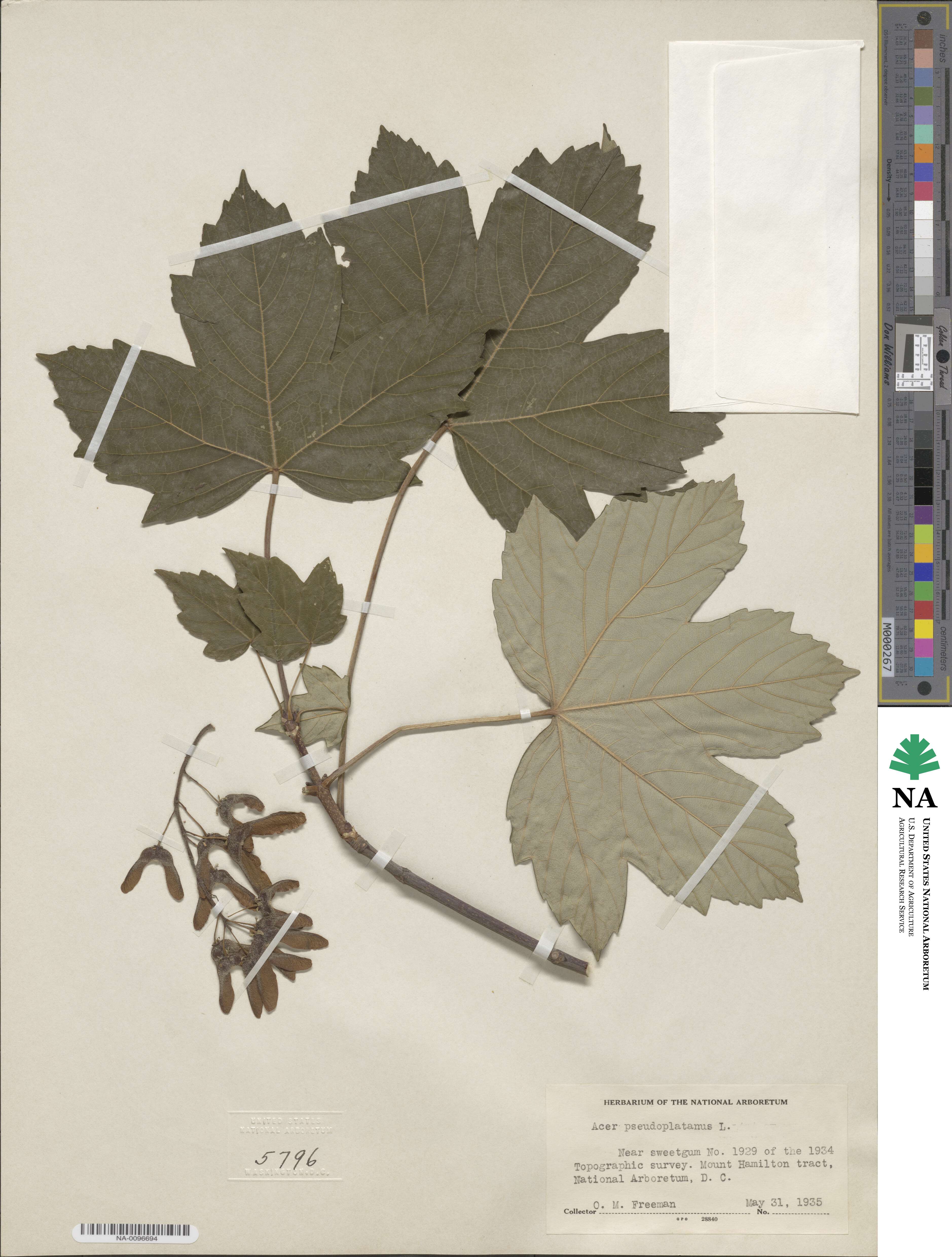 Acer pseudoplatanus image