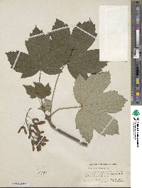 Acer pseudoplatanus image