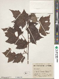 Acer rubrum image