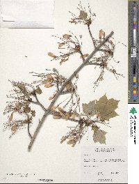 Acer rubrum image