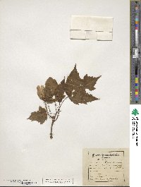 Acer rubrum image