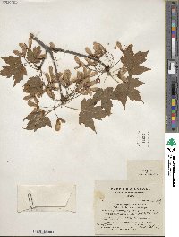 Acer rubrum image