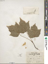 Acer rubrum image