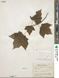 Acer rubrum image