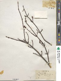 Acer rubrum image