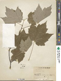 Acer rubrum image