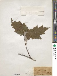 Acer rubrum image