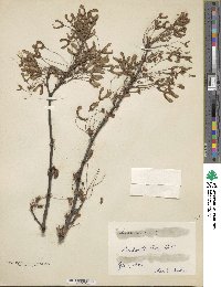 Acer rubrum image