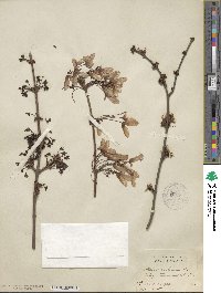 Acer rubrum image