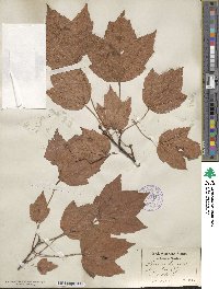 Acer rubrum image