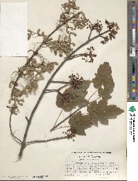 Acer rubrum image