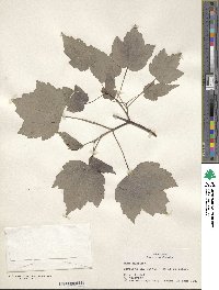 Acer rubrum image