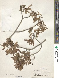 Acer rubrum image