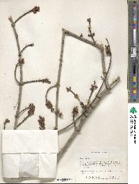 Acer rubrum image