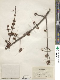 Acer rubrum image