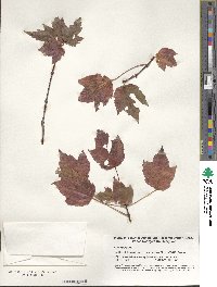 Acer rubrum image