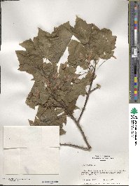 Acer rubrum image