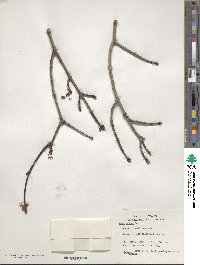 Acer rubrum image