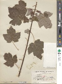 Acer rubrum image