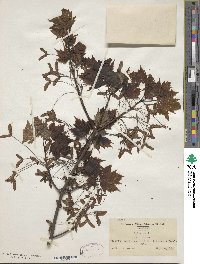 Acer rubrum image