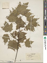 Acer rubrum image