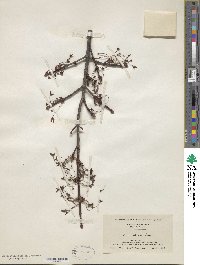 Acer rubrum image