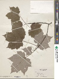 Acer rubrum image