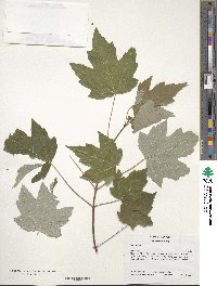 Acer rubrum image