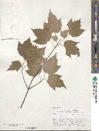 Acer rubrum image