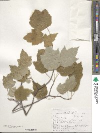 Acer rubrum image