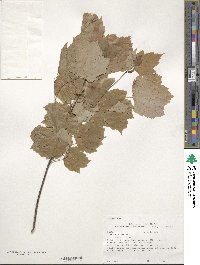 Acer rubrum image