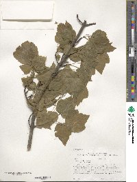 Acer rubrum image